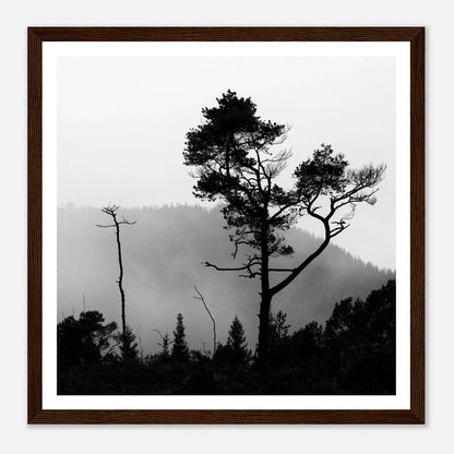 Tre i Hausdalen | Premium plakat | Treramme - Danielfoto70x70 cm / 28x28″Premium plakat i matt papir - 