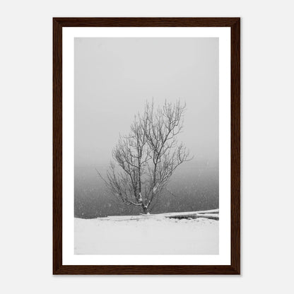 Enslig vintertre | Premium plakat | Treramme - DanielfotoPremium plakat i matt papir med trerammeHvit ramme21x29.7 cm / 8x12"