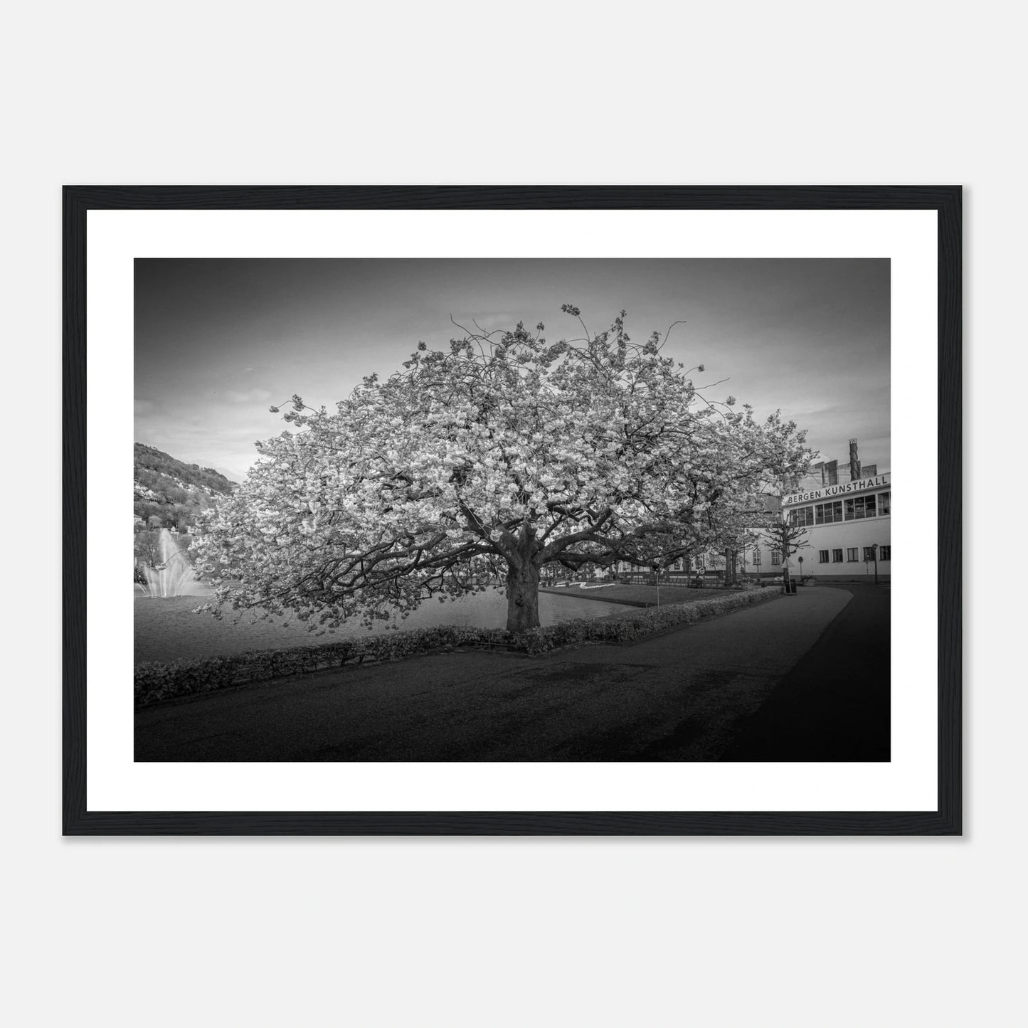 Kirsebærtre ved Festplassen i Bergen | Premium plakat | Treramme - DanielfotoSvart ramme21x29.7 cm / 8x12"