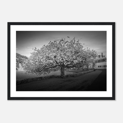 Kirsebærtre ved Festplassen i Bergen | Premium plakat | Treramme - DanielfotoSvart ramme21x29.7 cm / 8x12"