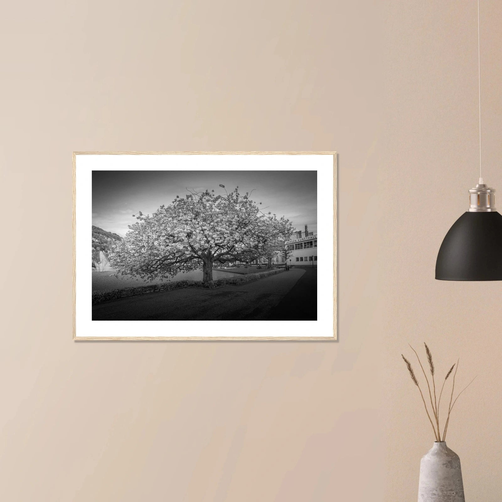 Kirsebærtre ved Festplassen i Bergen | Premium plakat | Treramme - DanielfotoUten ramme21x29.7 cm / 8x12"