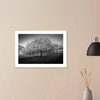 Kirsebærtre ved Festplassen i Bergen | Premium plakat | Treramme - DanielfotoUten ramme21x29.7 cm / 8x12"