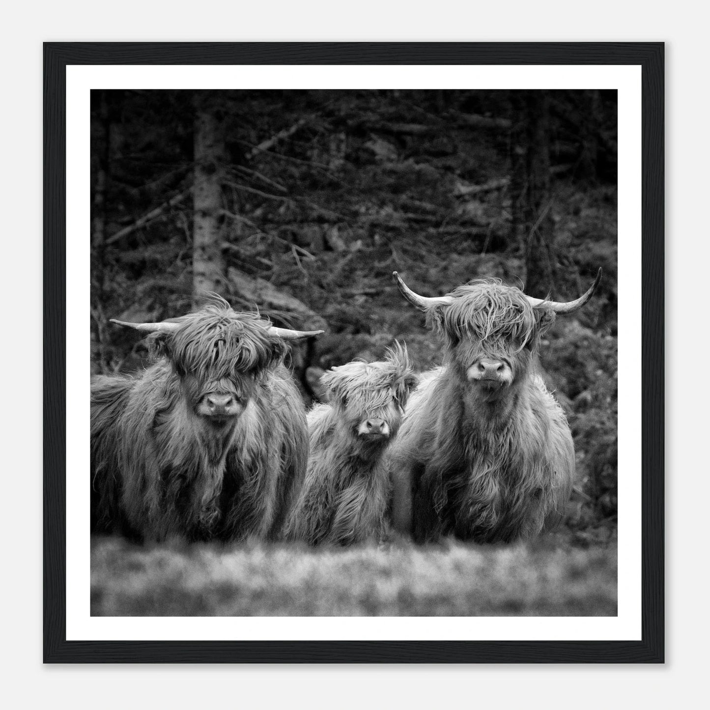 Sjøhus ved Lykling på Bømlo | Premium plakat i matt papir med treramme - Danielfoto50x50 cm / 20x20″Premium plakat i matt papir - 