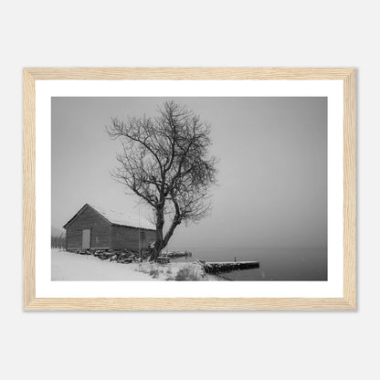 Kirsebærtre ved Festplassen i Bergen | Premium plakat | Treramme - DanielfotoA1 (59.4 x 84.1 cm)Premium plakat i matt papir - 