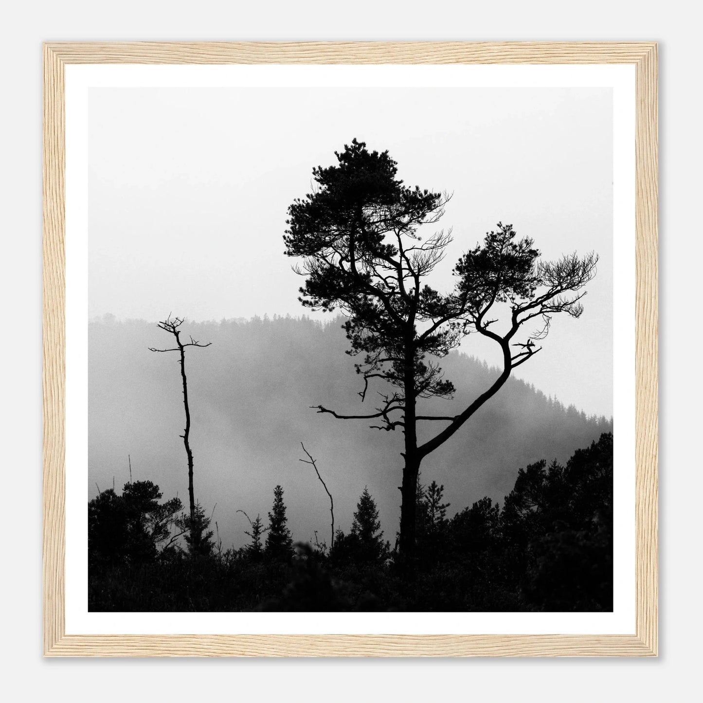 Tre i Hausdalen | Premium plakat | Treramme - Danielfoto70x70 cm / 28x28″Premium plakat i matt papir - 