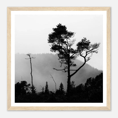 Tre i Hausdalen | Premium plakat | Treramme - Danielfoto70x70 cm / 28x28″Premium plakat i matt papir - 