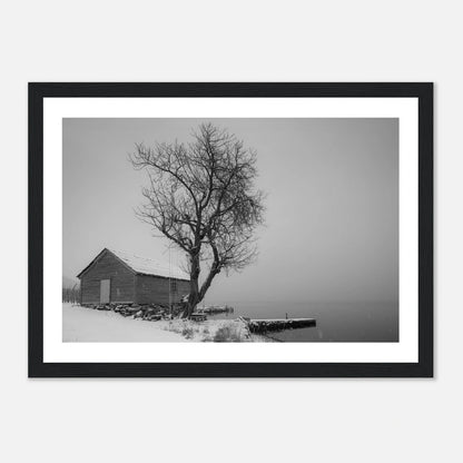 Kirsebærtre ved Festplassen i Bergen | Premium plakat | Treramme - DanielfotoA1 (59.4 x 84.1 cm)Premium plakat i matt papir - 