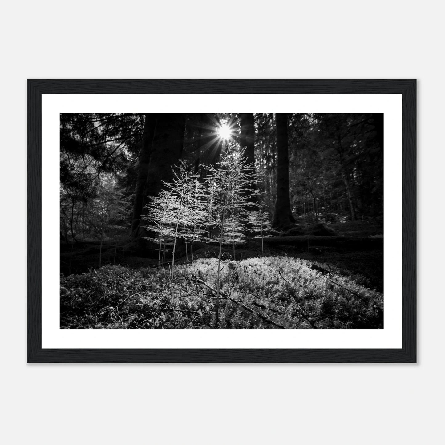 Miniatyrskog – Arboretet i Bergen | Premium plakat | Treramme - DanielfotoPremium plakat i matt papir med trerammeMørk treramme21x29.7 cm / 8x12"