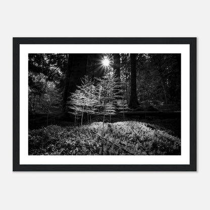 Miniatyrskog – Arboretet i Bergen | Premium plakat | Treramme - DanielfotoPremium plakat i matt papir med trerammeMørk treramme21x29.7 cm / 8x12"