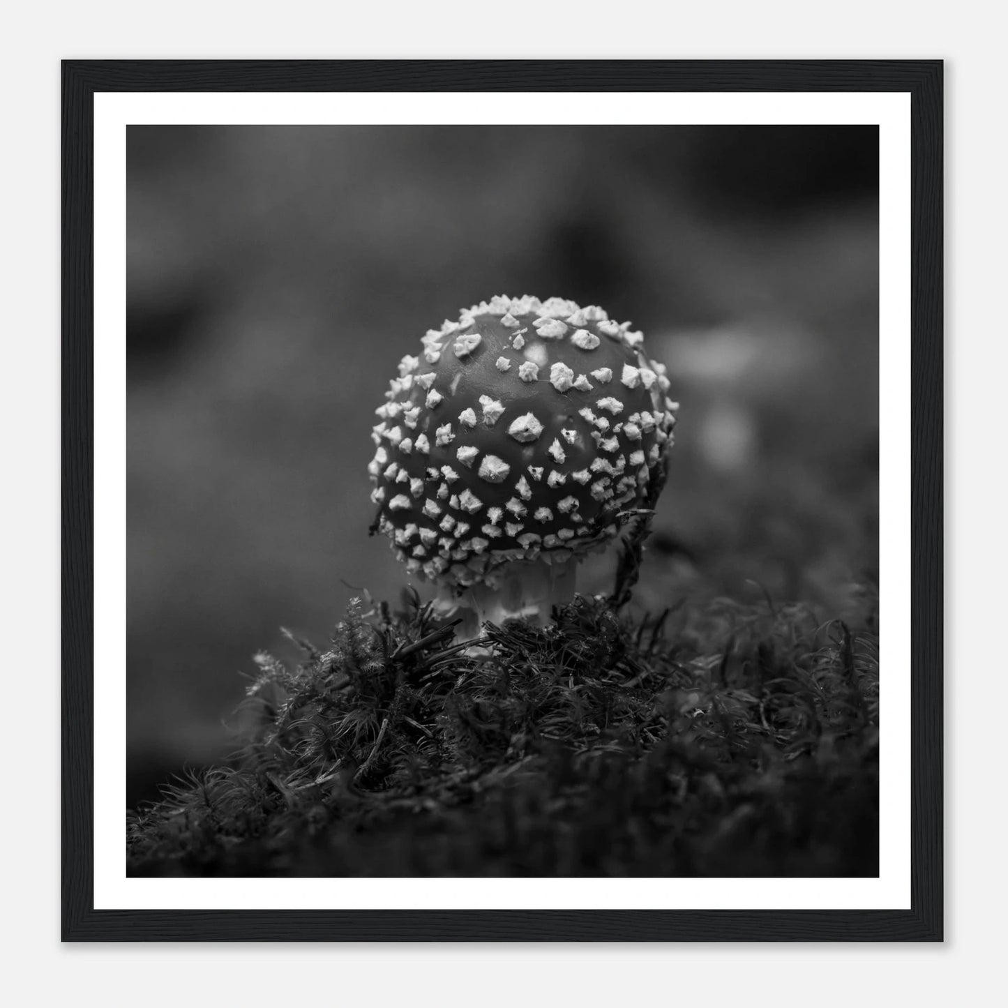 Fluesopp i Hardanger | Premium plakat | Treramme - Danielfoto30x30 cm / 12x12″Premium plakat i matt papir - 