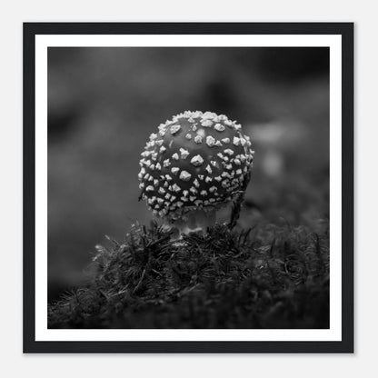 Fluesopp i Hardanger | Premium plakat | Treramme - Danielfoto30x30 cm / 12x12″Premium plakat i matt papir - 