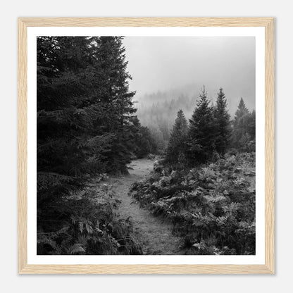 Tåkesti i Hardangerskogen | Premium plakat | Treramme - Danielfoto30x30 cm / 12x12″Premium plakat i matt papir - 