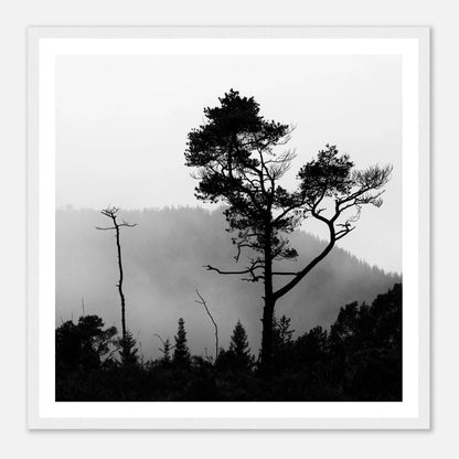 Tre i Hausdalen | Premium plakat | Treramme - Danielfoto70x70 cm / 28x28″Premium plakat i matt papir - 