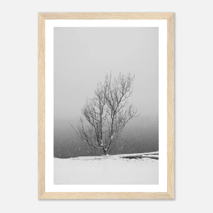 Enslig vintertre | Premium plakat | Treramme - DanielfotoPremium plakat i matt papir med trerammeHvit ramme21x29.7 cm / 8x12"